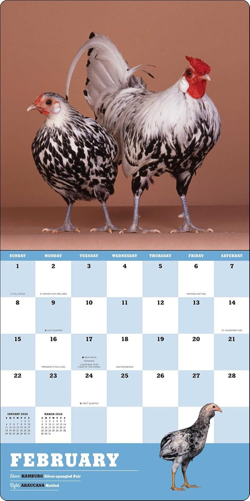 EXTRAORDINARY CHICKENS 2026 WALL CALENDAR